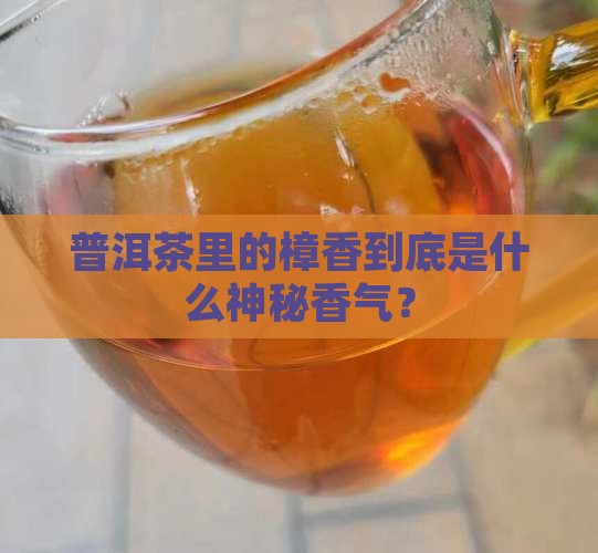 普洱茶的樟香是什么香