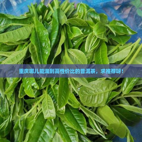 重庆普洱茶哪家便宜点好