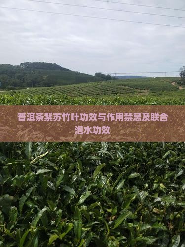 普洱茶紫苏竹叶功效