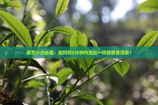 普洱茶怎么泡发