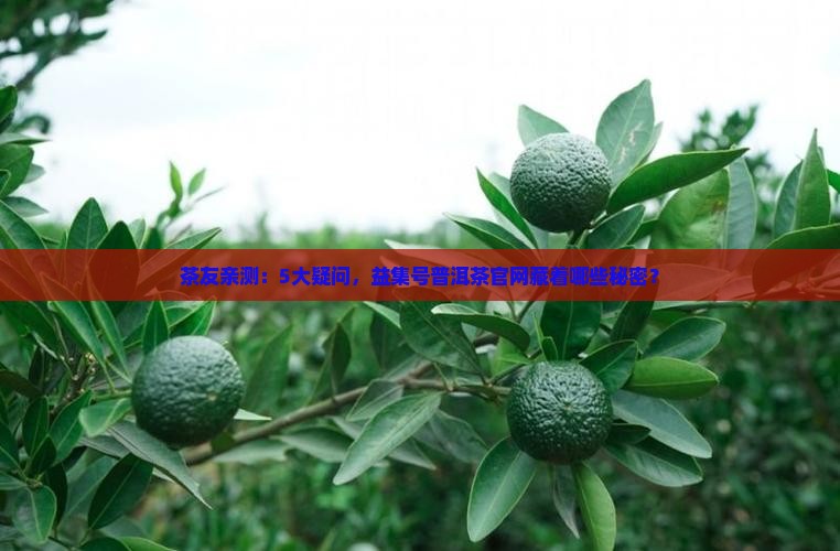 益集号普洱茶官网