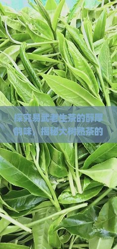 易武老生茶口感易武大树熟茶特点