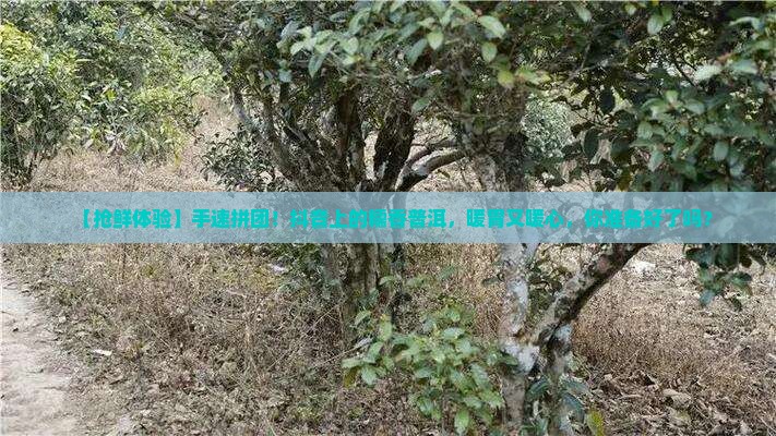 糯香普洱茶抖音团购