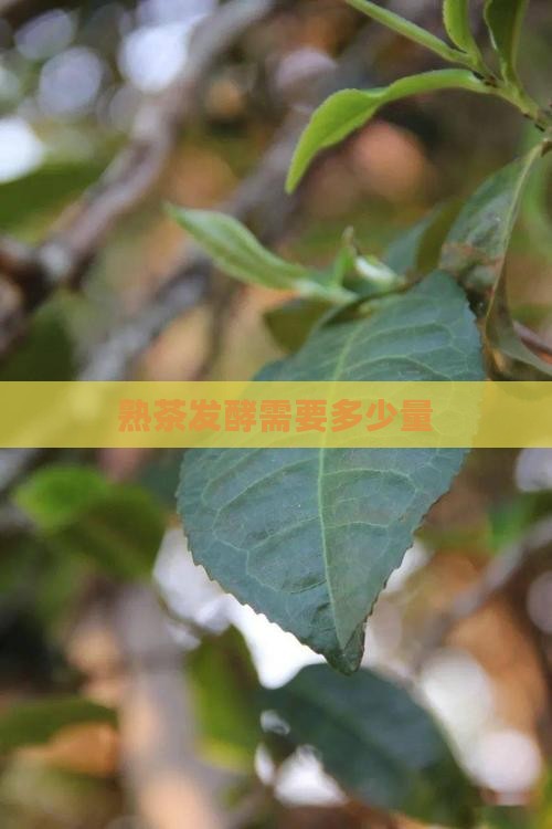 熟茶发酵需要多少量