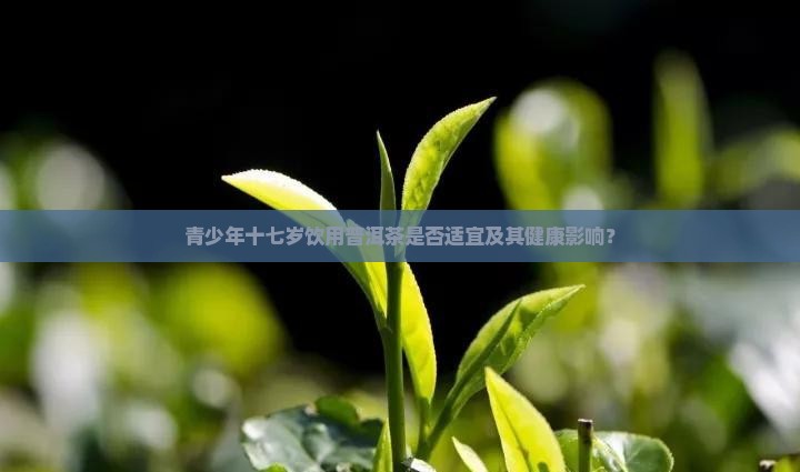 十七岁可以喝普洱茶吗