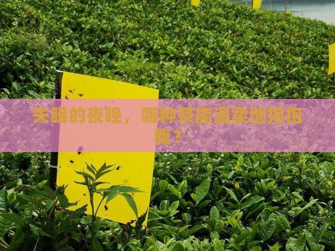喝什么茶治失眠