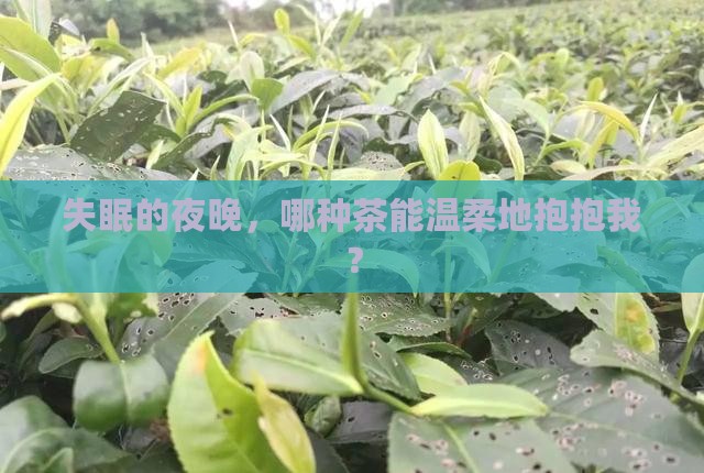 喝什么茶治失眠