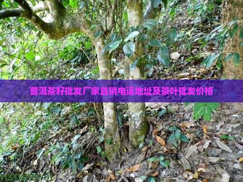普洱茶籽批发厂家