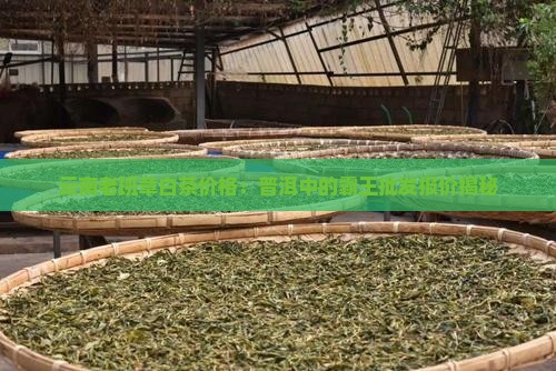老班章白茶价格