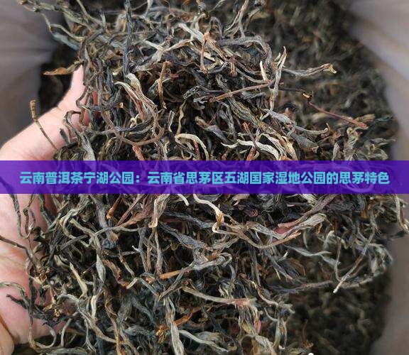 云南普洱茶宁湖公园 云南普洱茶宁湖公园