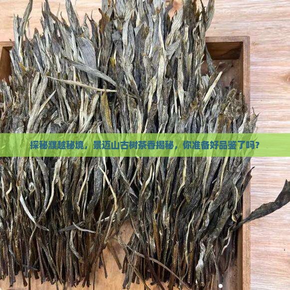濮越景迈山古树生茶片