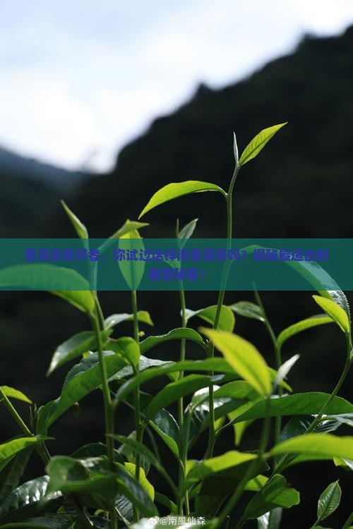 泡生普洱茶用什么器型