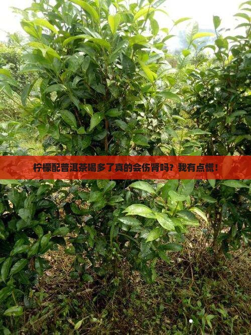 柠檬加普洱茶对肾有害吗 柠檬加普洱茶对肾有害吗