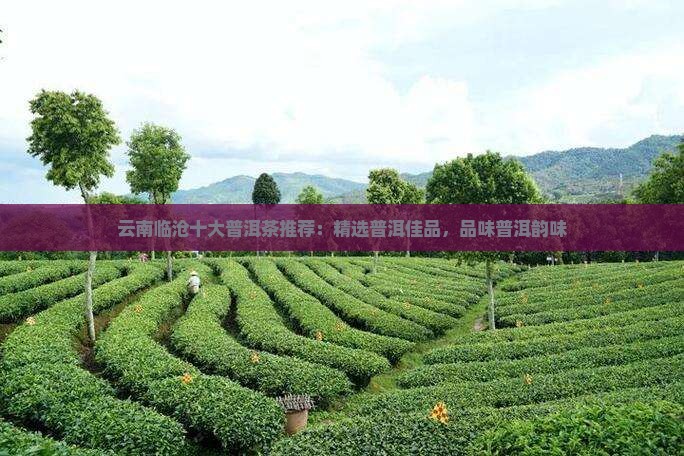 昭通临沧普洱茶推荐