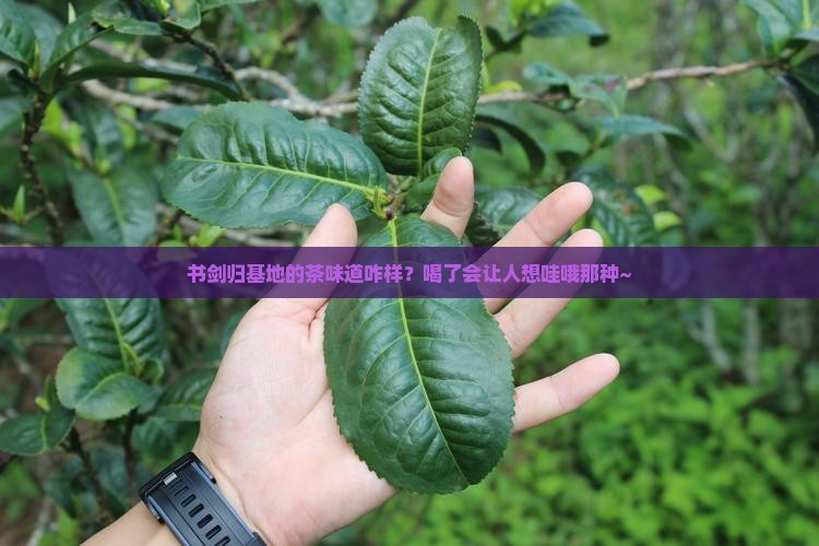 书剑昔归基地的茶怎么样