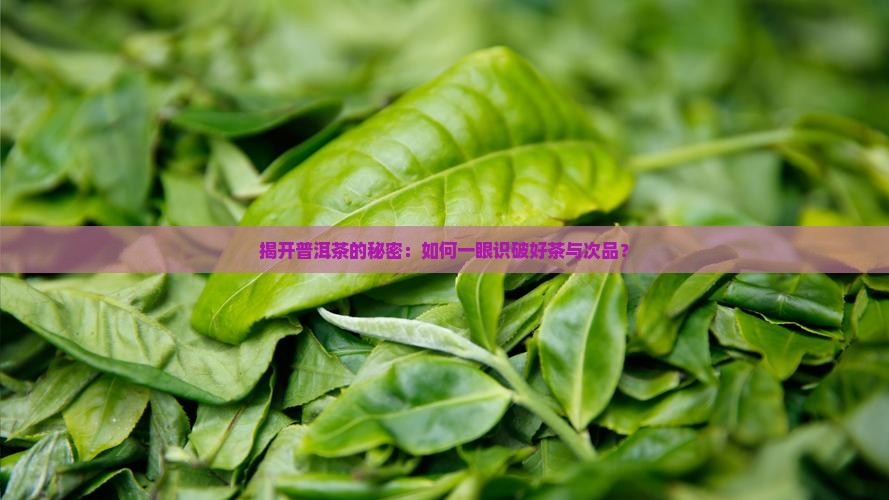 普洱茶怎么知道质量