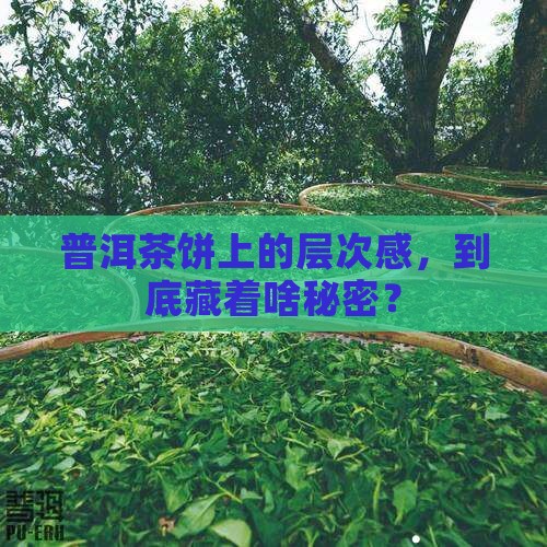 普洱茶饼上面的层次是