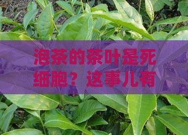 泡茶的茶叶是死细胞哪