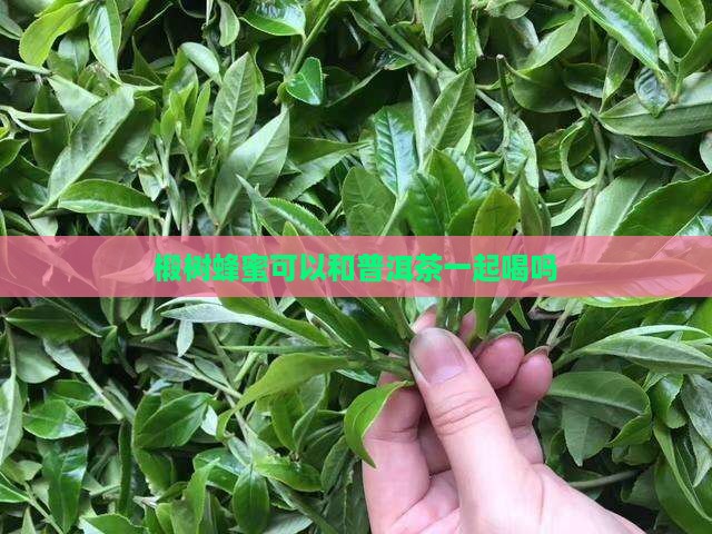 椴树蜂蜜可以和普洱茶一起喝吗