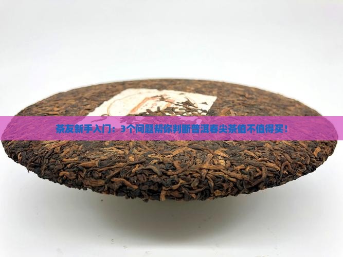 普洱春尖茶好不好