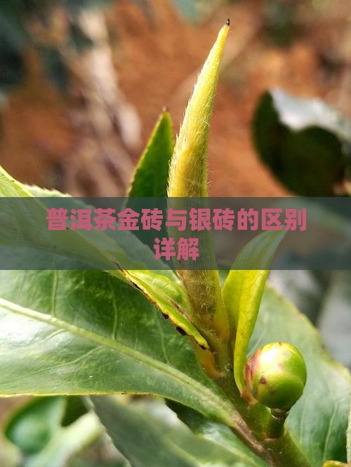 普洱茶金砖银砖