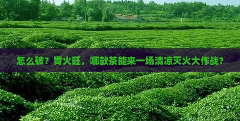 胃火旺喝什么茶