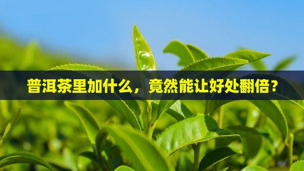 泡普洱茶能放什么好处