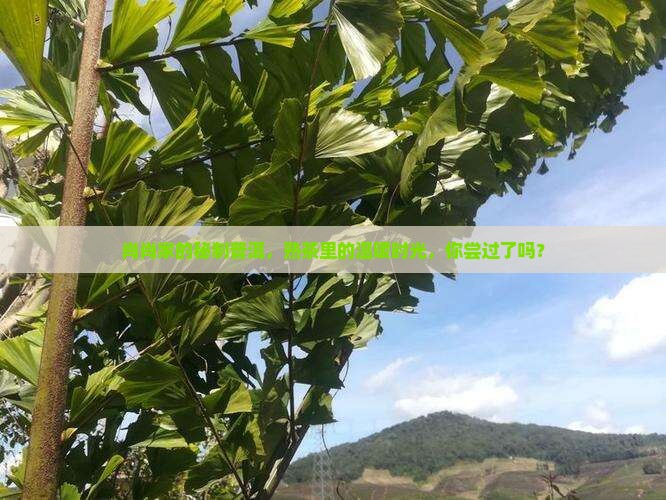 肖肖家的茶集普洱茶熟茶