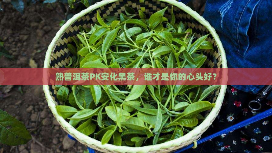 熟普洱茶和安化黑茶区别
