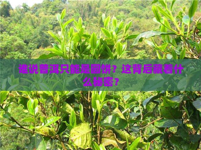 普洱茶压成圆饼