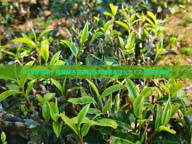 猫耳朵古树茶价格