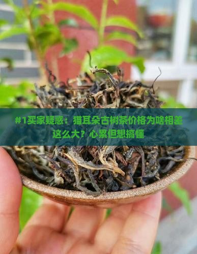 猫耳朵古树茶价格
