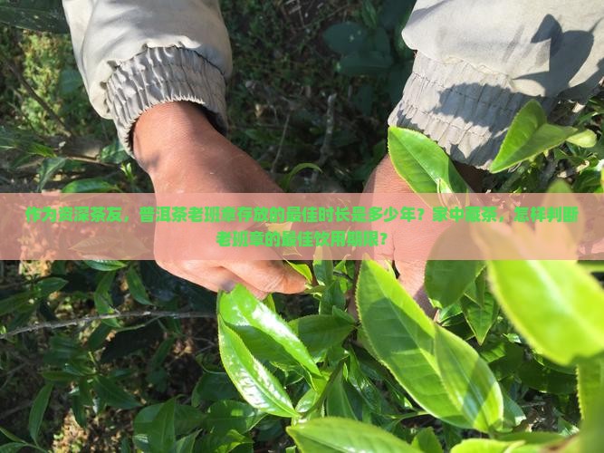 普洱茶老班章保存期限多久