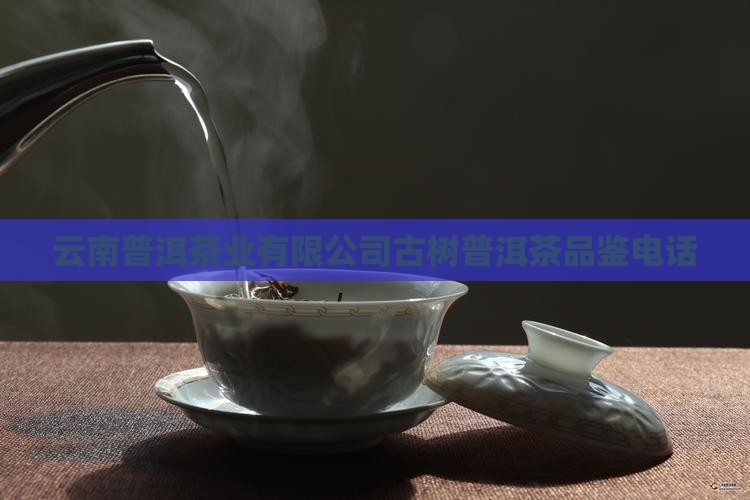 云南古树普洱茶电话