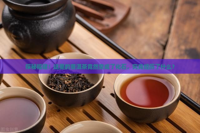 福建普洱茶化石