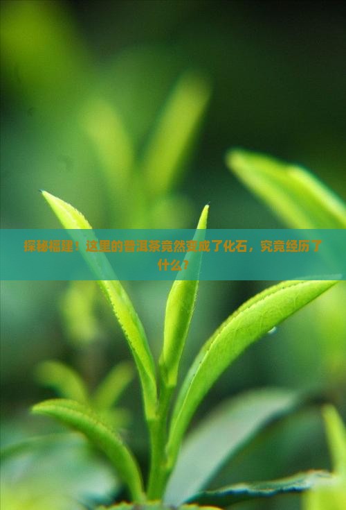 福建普洱茶化石