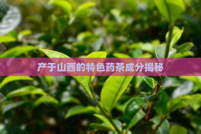 山西药茶的成分