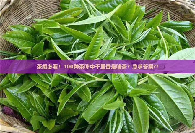 千里香属于什么茶