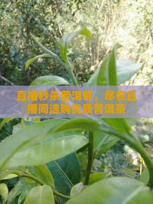 直播间现场秒杀普洱茶