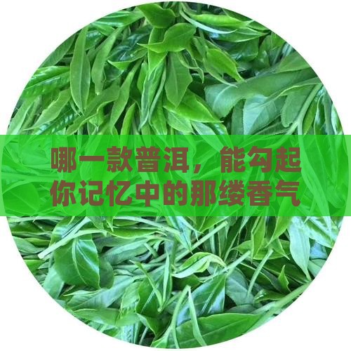 普洱茶哪个香茶好