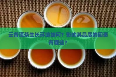 云普洱茶生长环境