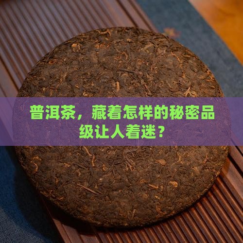 普洱茶属于什么品级的茶