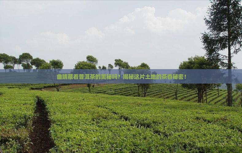 曲靖产普洱茶吗