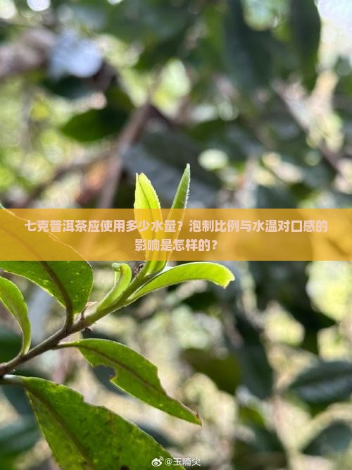 七克普洱茶多少水