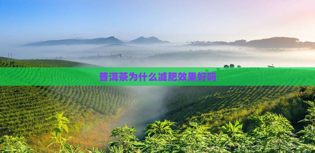 普洱茶为什么减肥效果好吗