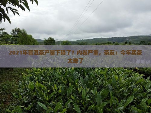 2021年普洱茶产量