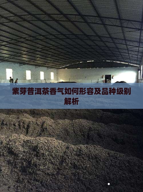紫芽普洱茶香气