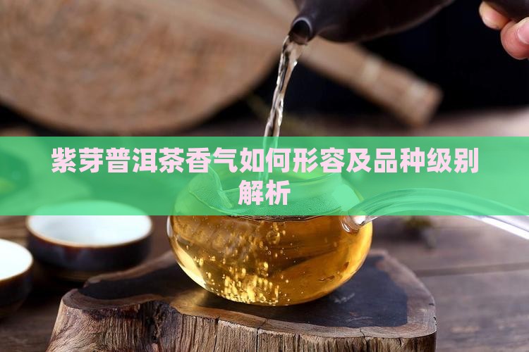 紫芽普洱茶香气