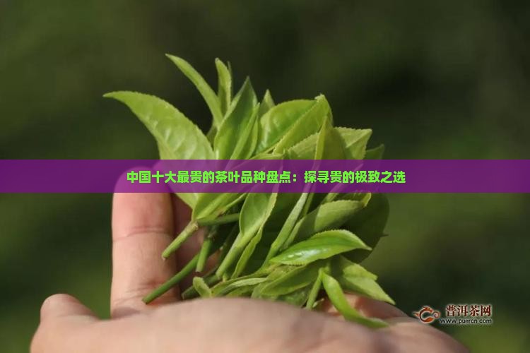 中国最贵的茶叶是什么品种