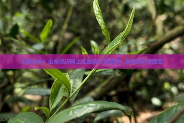 山东临沂茶叶网上批发茶叶